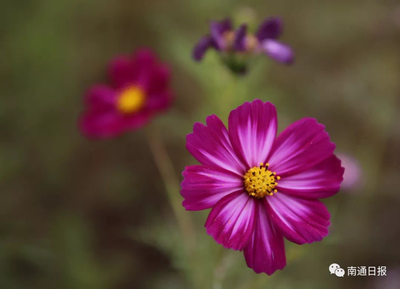 成片格桑花相伴！南通市区这段路美不胜收