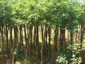 红继木种植樟芝技术指南