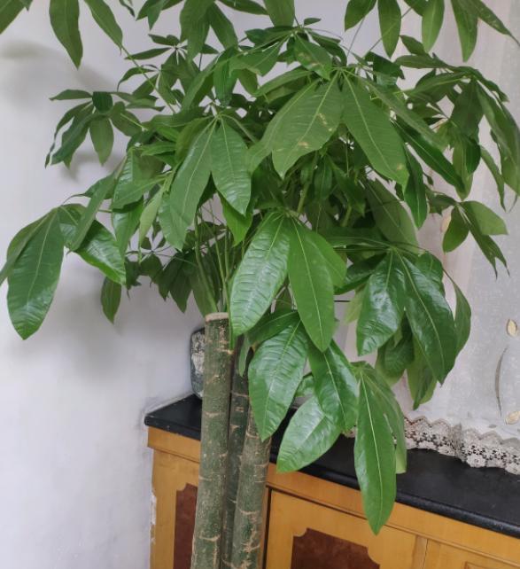 发财树黄叶干叶的4种情况及改善方法