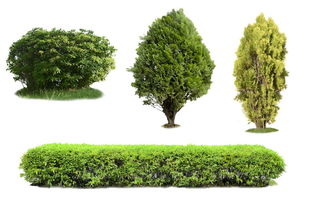 过度砍伐树木 剖析其背后的多重驱动因素