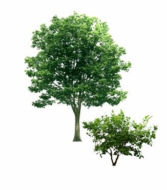 绿意盎然 探索树木素材的艺术与实用价值