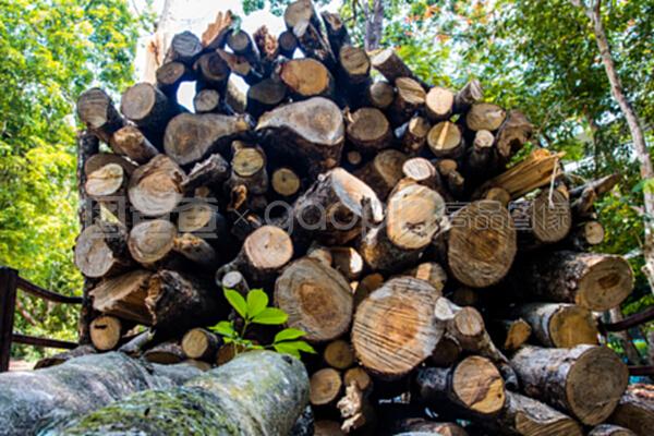 从参天大树到精工良木 探索木材制作的奥秘