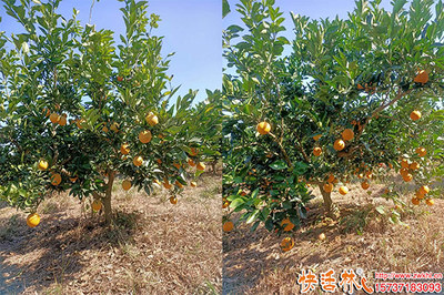 脐橙防冻技术要点与优质植物防冻剂品牌推荐