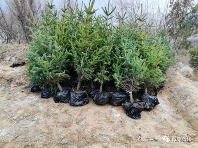 那山，那树，那人