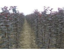 绿色之源 科学种植基地的树木种植与管理